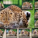 slides/IMG_9336S.jpg wildlife, feline, big cat, cat, predator, fur, spot, chinese, leopard, eye, whisker, yawn, film WBCW85 - Chinese Leopard Collage - The single frames are also available separately in full size